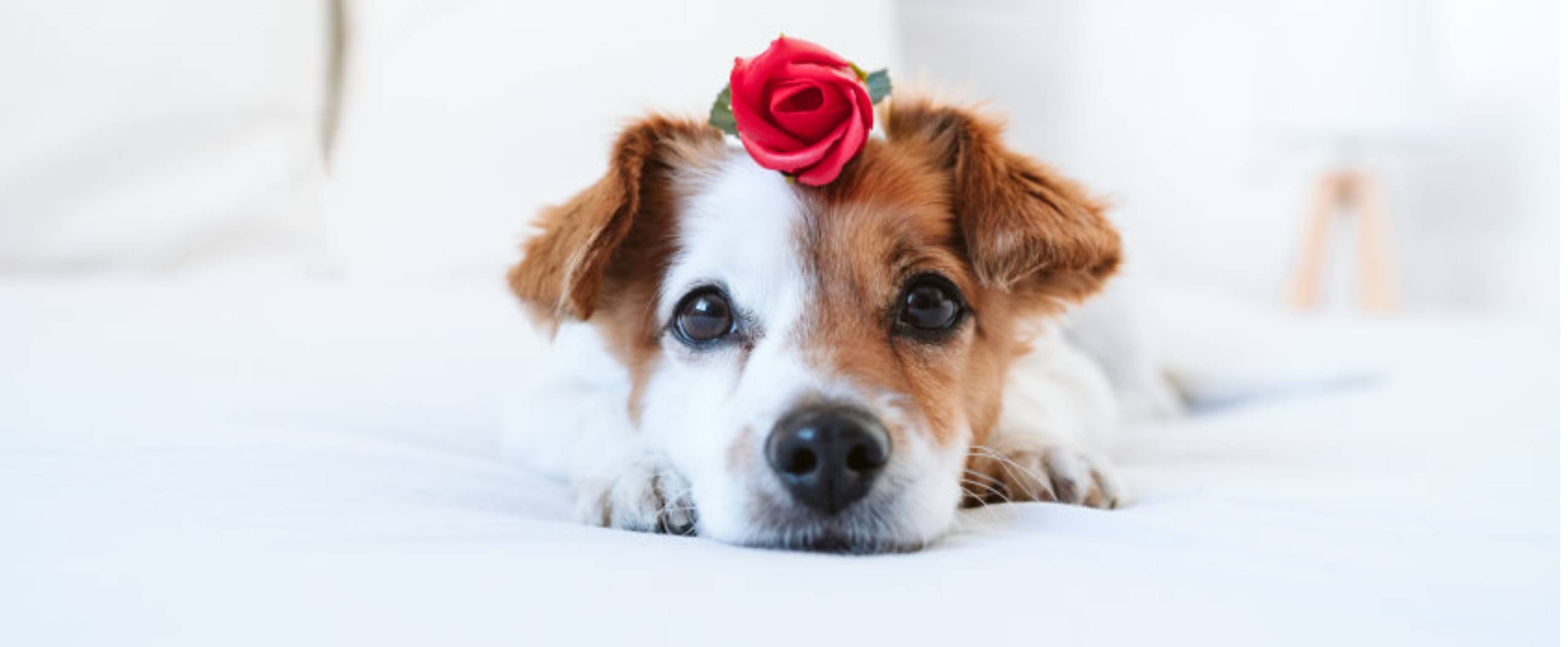 Happy Valentine's Day!