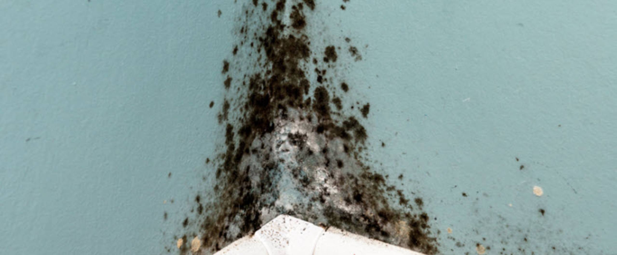renters-and-black-mold-lawsuits