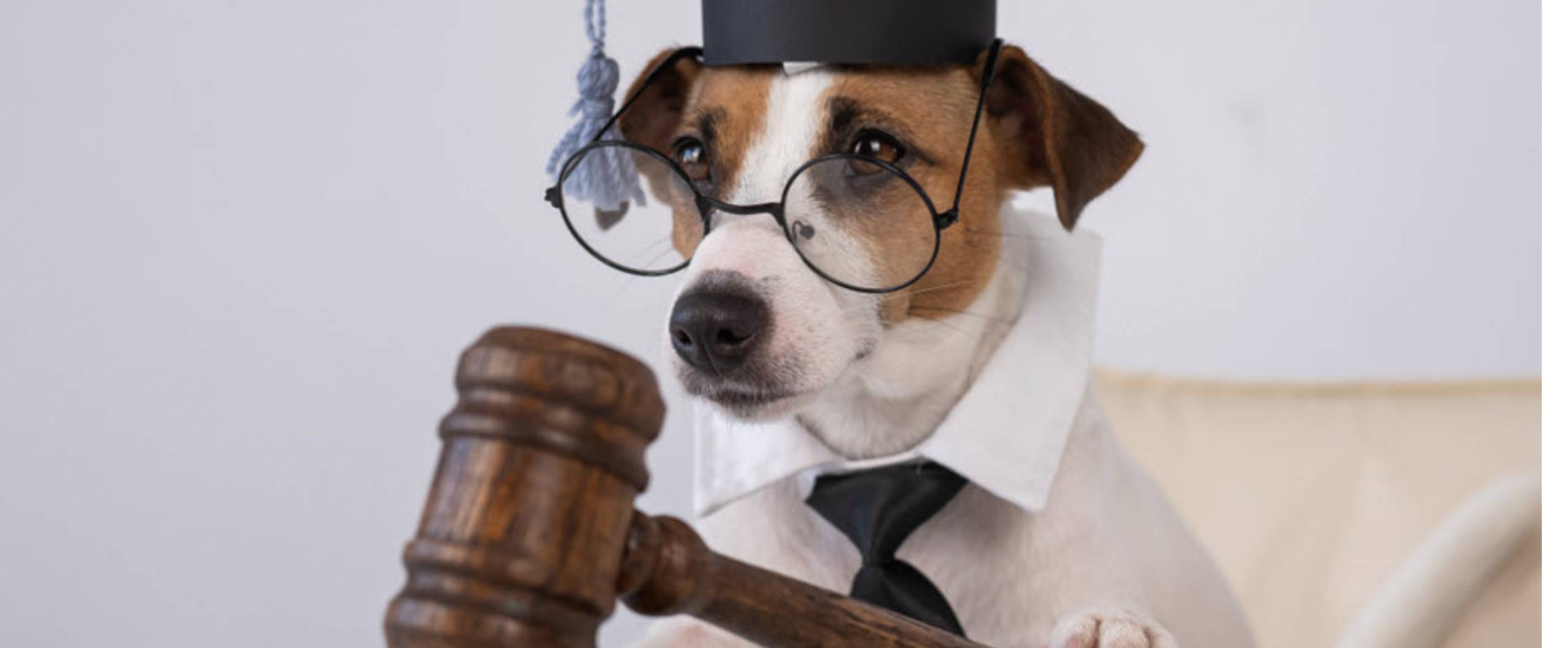 Animal Law Attorney Omaha | High & Younes LLC