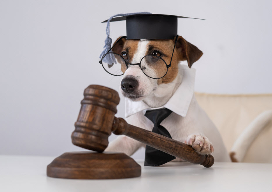 Animal Law Attorney Omaha | High & Younes LLC