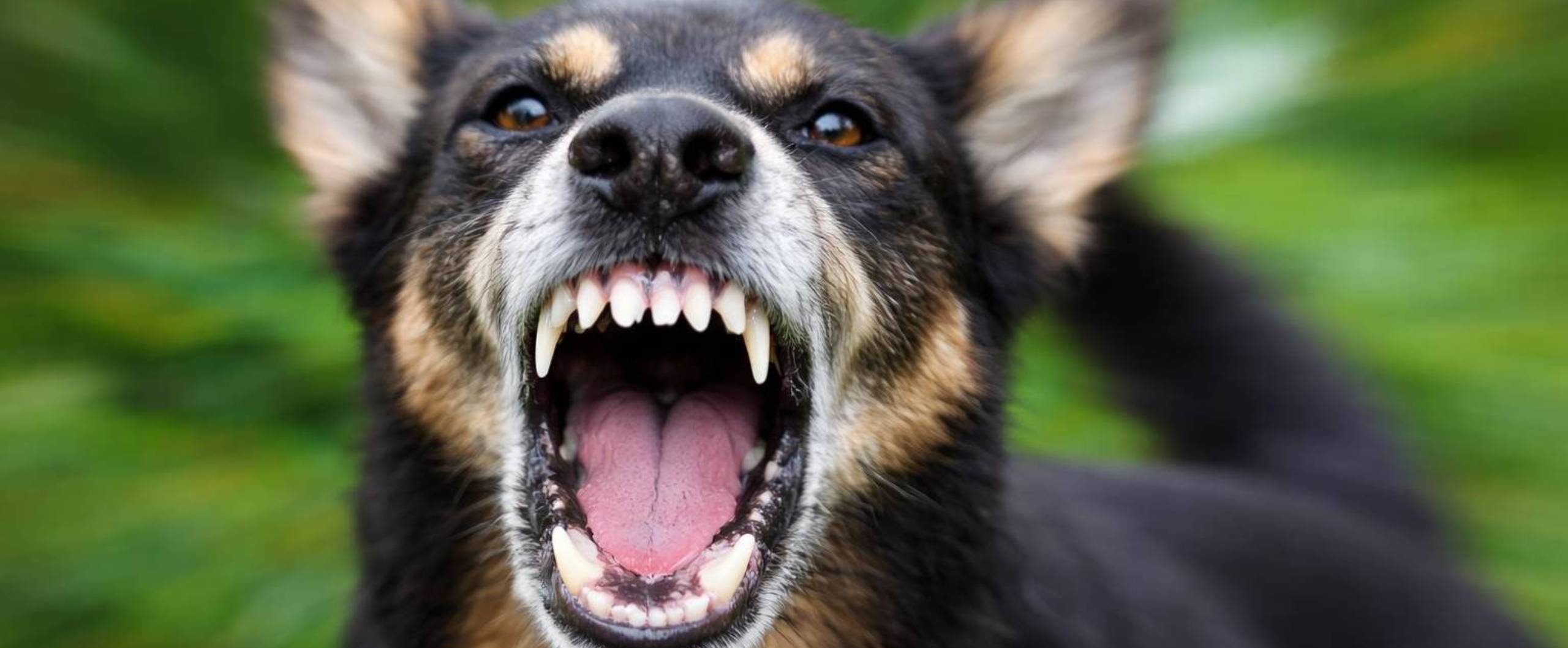 dog bite, dog bite attorney